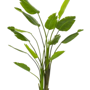 Strelitzia artificiale - Colin | 180 cm