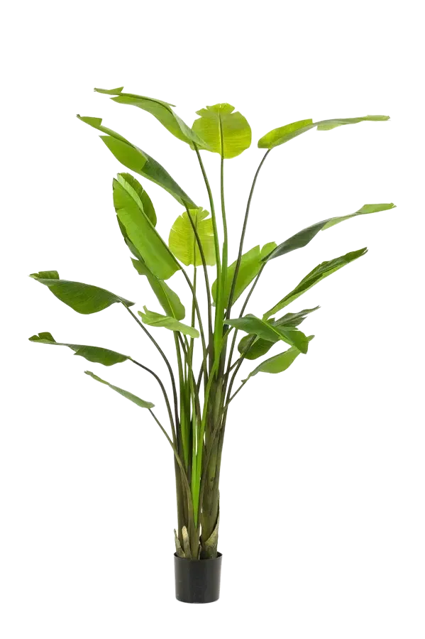 Strelitzia artificiale - Colin | 235 cm