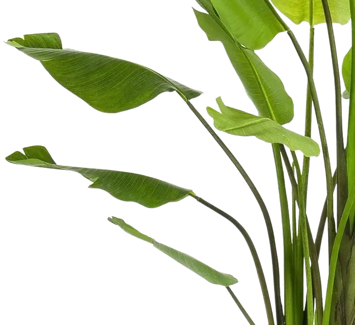 Strelitzia artificiale - Colin | 235 cm