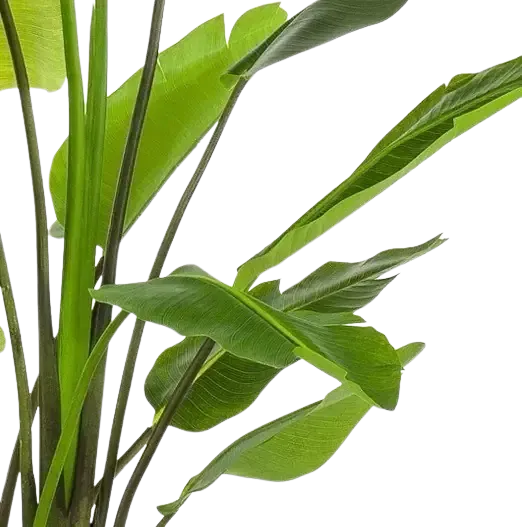 Strelitzia artificiale - Colin | 235 cm