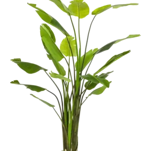 Strelitzia artificiale - Colin | 235 cm