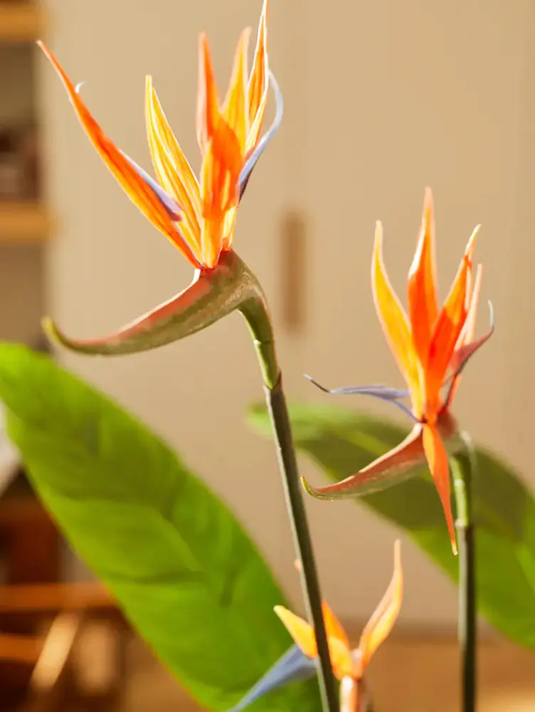 Strelitzia artificiale - Constantin | 120 cm