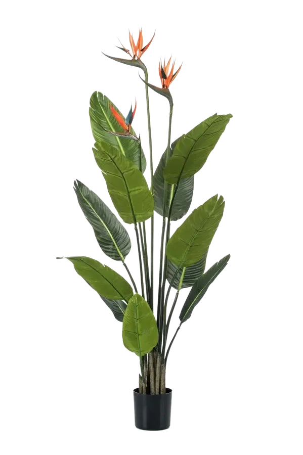 Strelitzia artificiale - Constantin | 120 cm