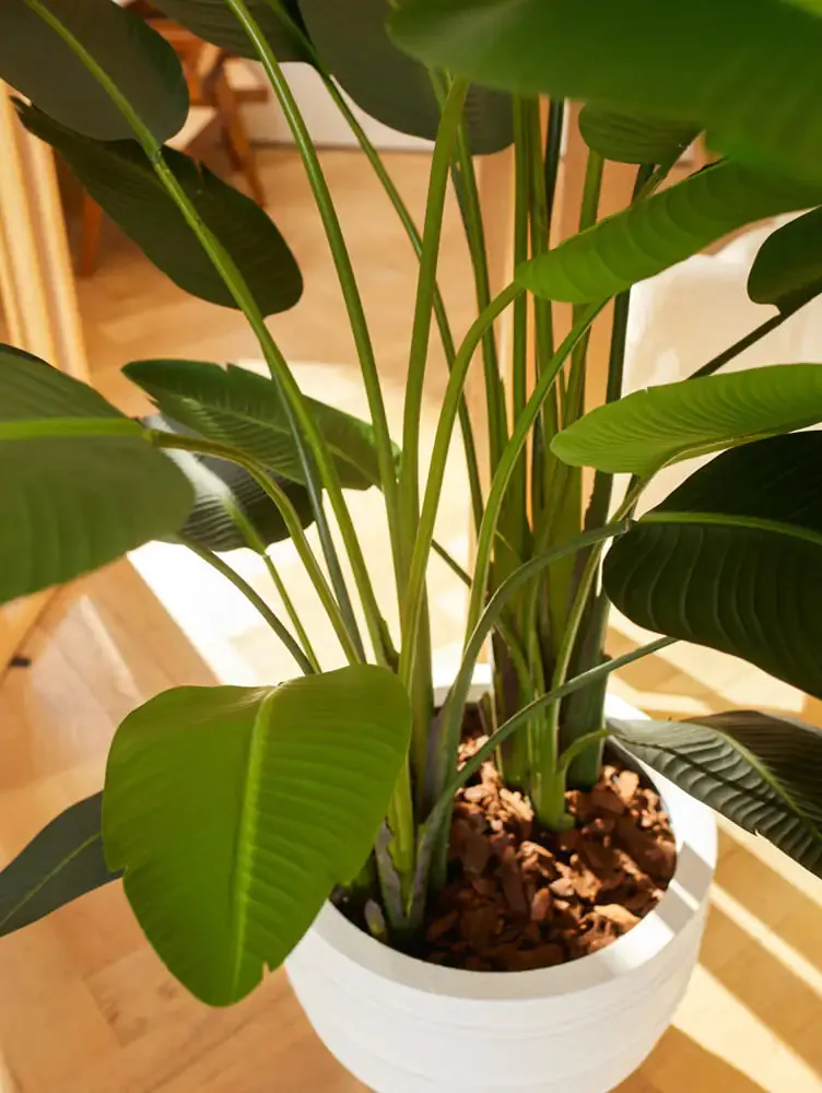 Strelitzia artificiale - Josephine | 230 cm