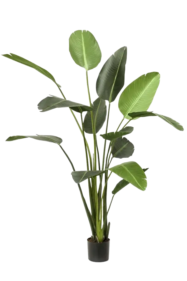 Strelitzia artificiale - Josephine | 230 cm