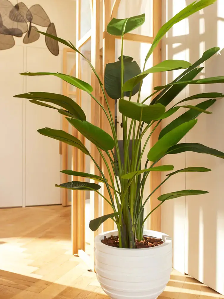 Strelitzia artificiale - Josephine | 230 cm