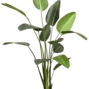 Strelitzia artificiale - Josephine | 230 cm