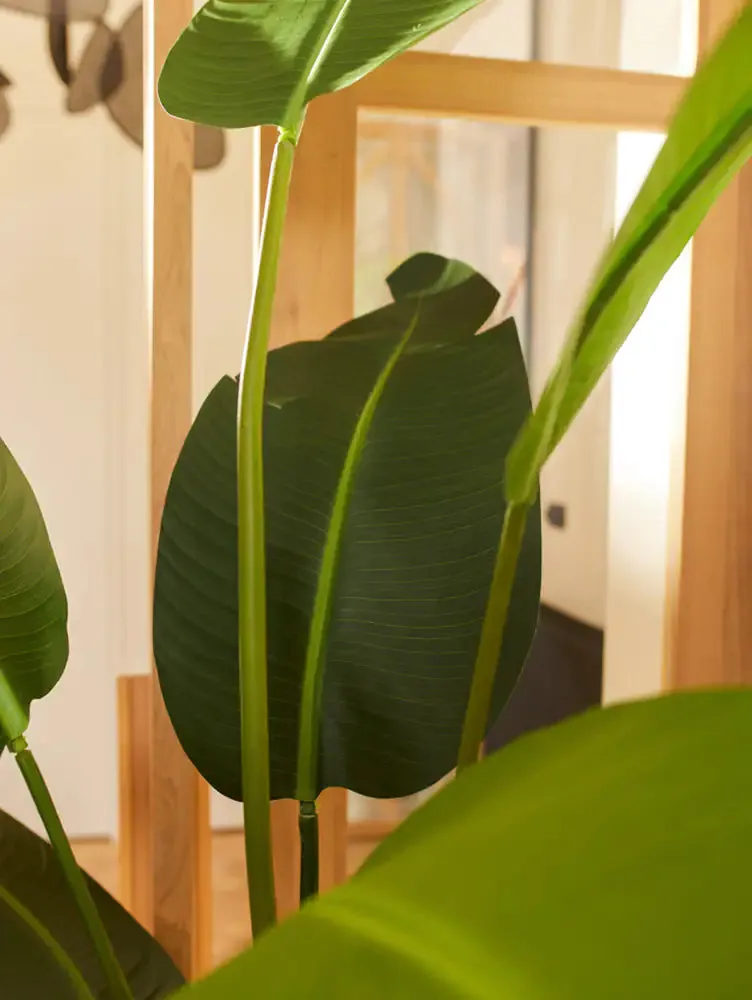 Strelitzia artificiale - Josephine | 230 cm