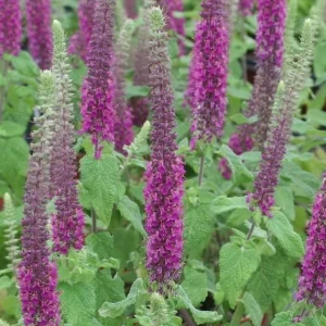 Teucrium hircanicum – Pianta con Fiori Lilla per Giardini e Bordure, Vendita Online