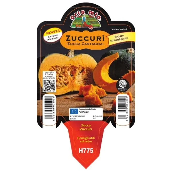 Zucca dolce Zuccurì la zucca castagna - 1 pianta v.10 cm - Orto Mio