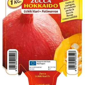 Zucca Hokkaido Uchiki Kuri F1 - 1 pianta v.10 cm - Orto Mio