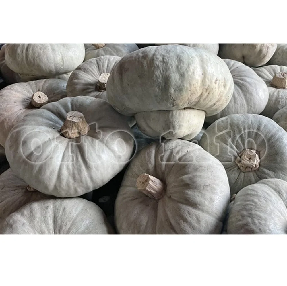 Zucca Mantovana o Cappello del Prete - 1 pianta v.10 cm - Orto Mio