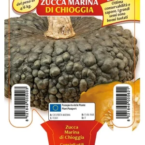 Zucca marina di Chioggia - 1 pianta v.10 cm - Orto Mio