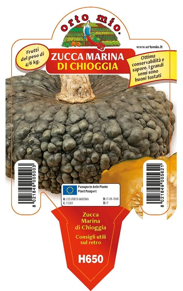 Zucca marina di Chioggia - 1 pianta v.10 cm - Orto Mio