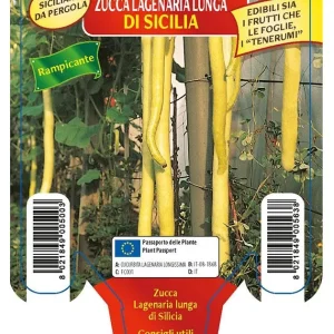 Zucca Siciliana da pergola Lagenaria lunga di Sicilia - 1 pianta v.10 cm - Orto Mio