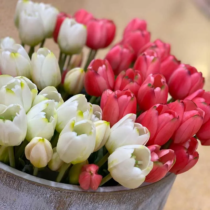 EDG Enzo de Gasperi Bouquet di tulipani Fucsia