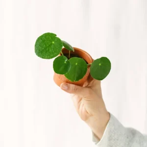 Mini Pilea Pepe